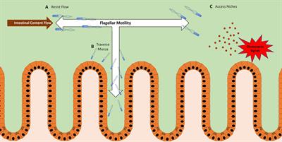 Flagella at the Host-Microbe Interface: Key Functions Intersect With Redundant Responses